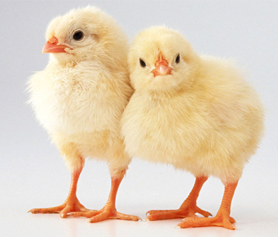 baby chicks